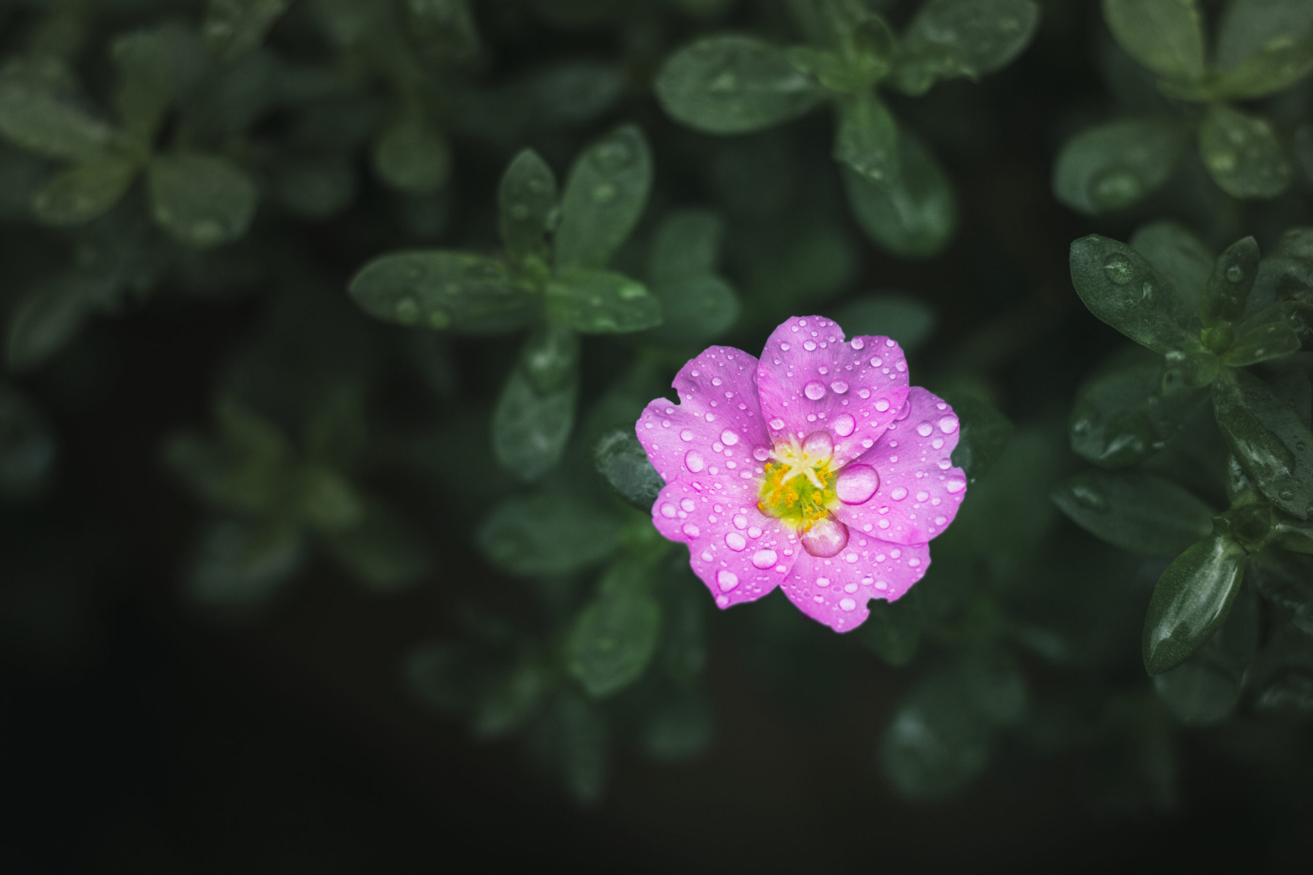 Fleurs de Bach - Fleur rose - Emotions